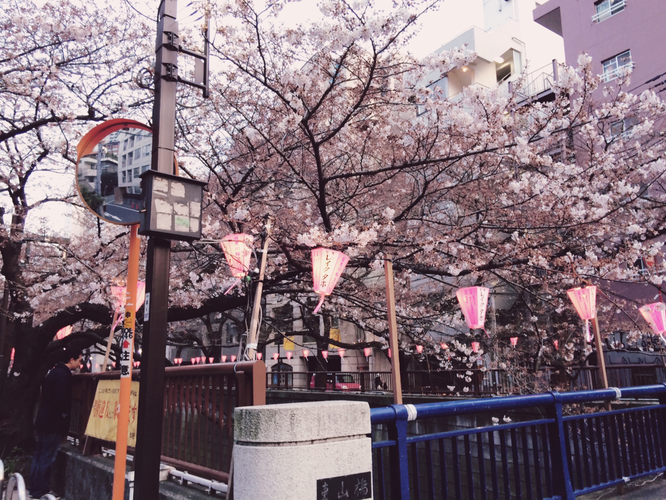【目黒川】桜開花まであと一歩！